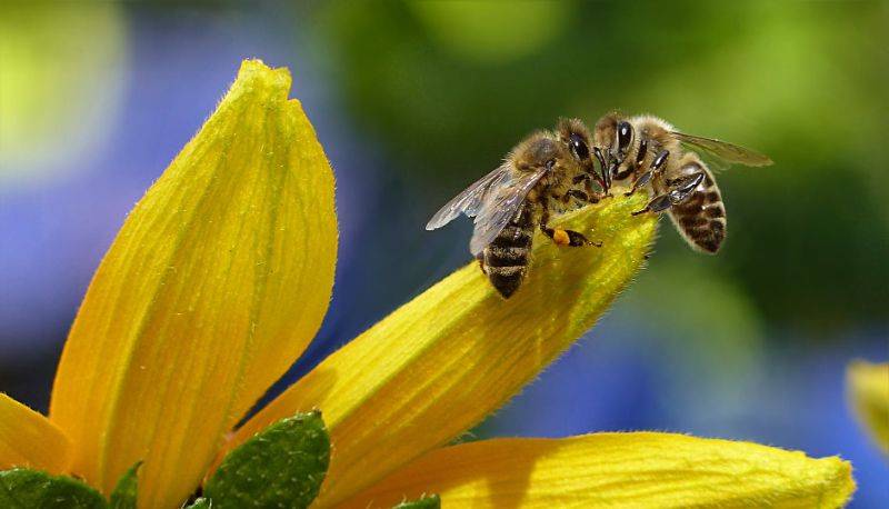 Perch Oggi Maggio La Giornata Mondiale Delle Api