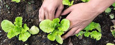 Materiale per gli esami di Agronomia generale, Botanica generale, Chimica agraria, Chimica del suolo, Dendrometria e Botanica forestale