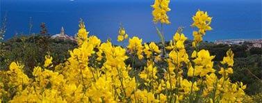 vedi gli appunti sulla poesia La Ginestra leopardi ginestra