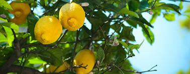 vedi gli appunti su I Limoni di Montale limoni di montale