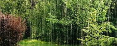 vedi gli appunti su La pioggia nel pineto di D’Annuzio la pioggia nel pineto riassunto