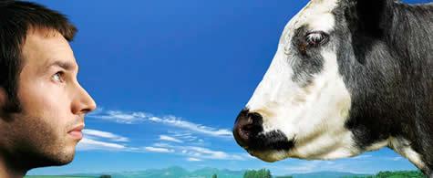 Treno investe una mucca durante l'ora di fisica