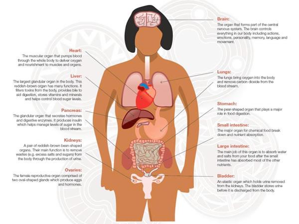 Anatomia corpo umano