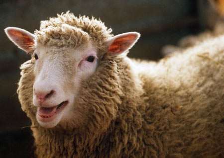 "Sheep and the City": un gregge a New York articolo