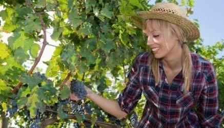 Liguria: soldi ai ragazzi per fare i contadini