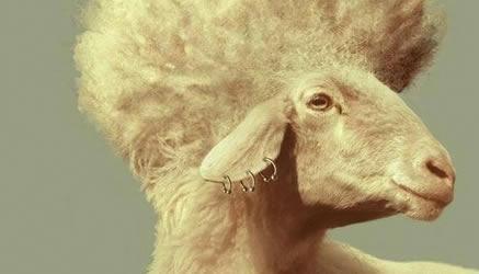 sheep