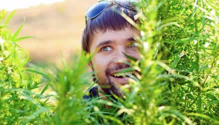 cannabis