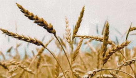 descrizione e sbocchi lavorativi dell'istituto professionale per i servizi per l'agricoltura e sviluppo rurale