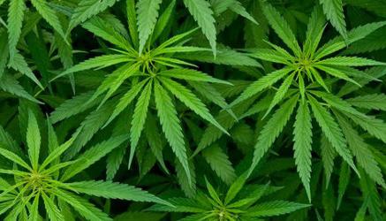 cinque studenti coltivano cannabis a scuola: la loro è una ricerca per la Maturità