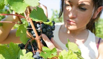 boom delle iscrizioni ai corsi di agraria e biotecnologia. I giovani vogliono fare i contadini