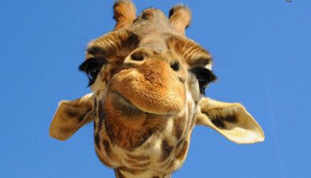 le giraffe conquistano i social con un indovinello