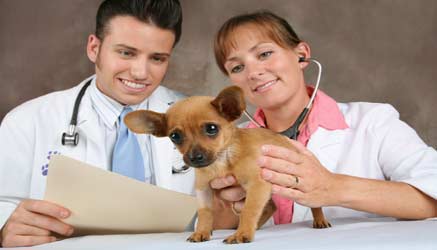 test ingresso veterinaria