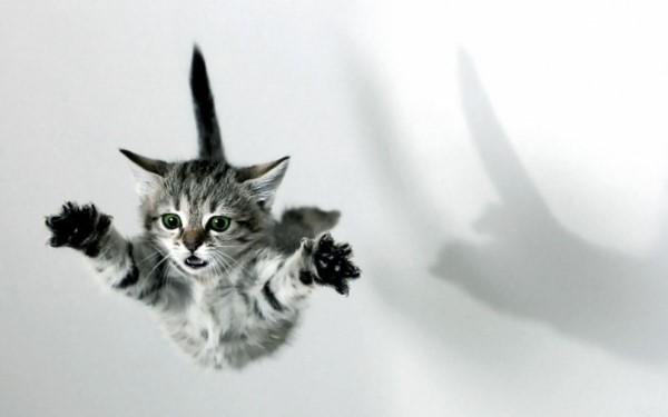 Il gatto non è un animale domestico: ecco perché articolo
