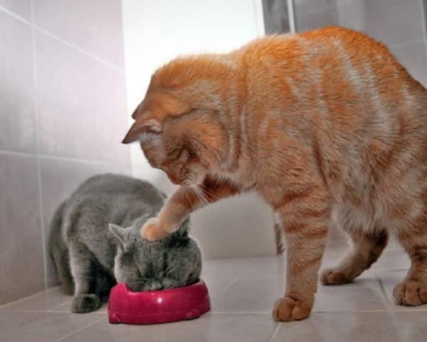 Il gatto non è un animale domestico: ecco perché articolo