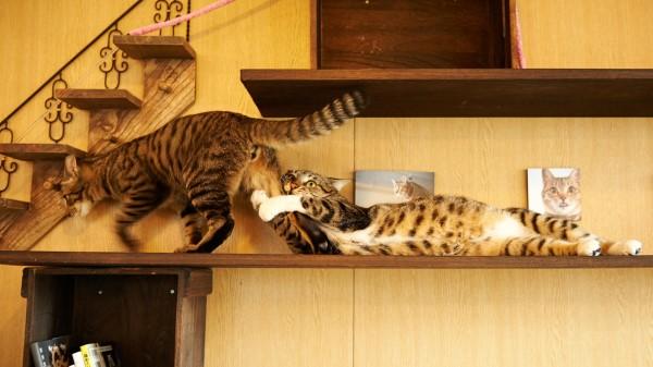 Il gatto non è un animale domestico: ecco perché articolo