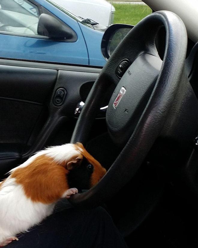  Pets to school: il primo giorno di scuola del porcellino d’india