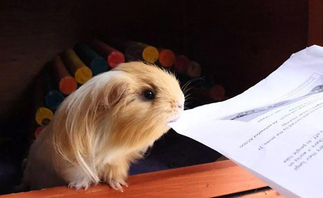  Pets to school: il primo giorno di scuola del porcellino d’india