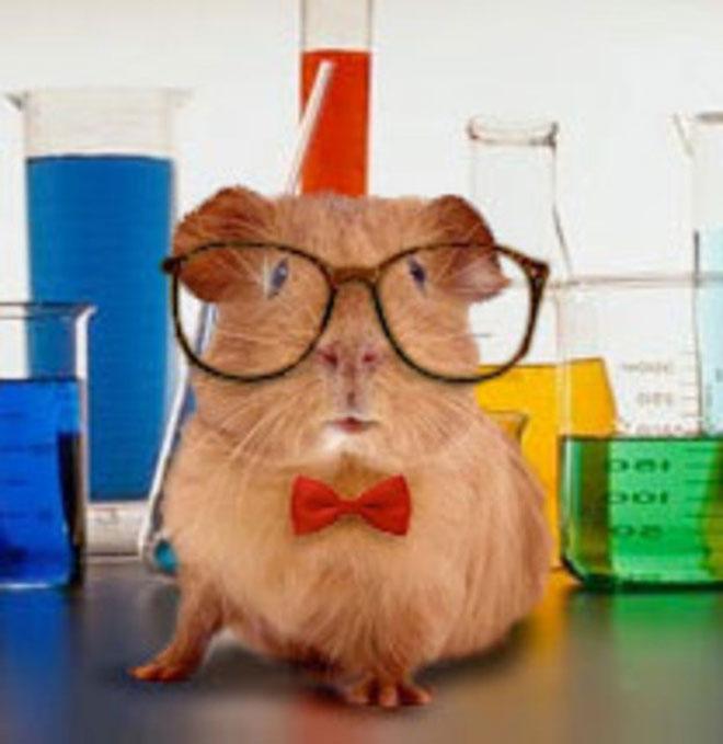  Pets to school: il primo giorno di scuola del porcellino d’india