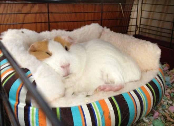  Pets to school: il primo giorno di scuola del porcellino d’india