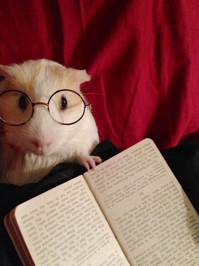  Pets to school: il primo giorno di scuola del porcellino d’india