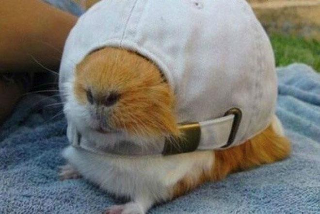  Pets to school: il primo giorno di scuola del porcellino d’india
