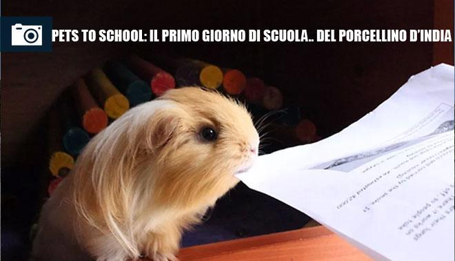 Pets to school: il primo giorno di scuola del porcellino d’india
