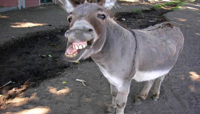 Ocse: scuola italiana rimandata a Settembre