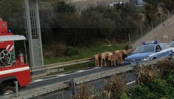 Test rimandato a Salerno: mucche in autostrada