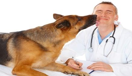 test ingresso veterinaria: gli aspiranti veterinari battono i colleghi medici in cultura generale