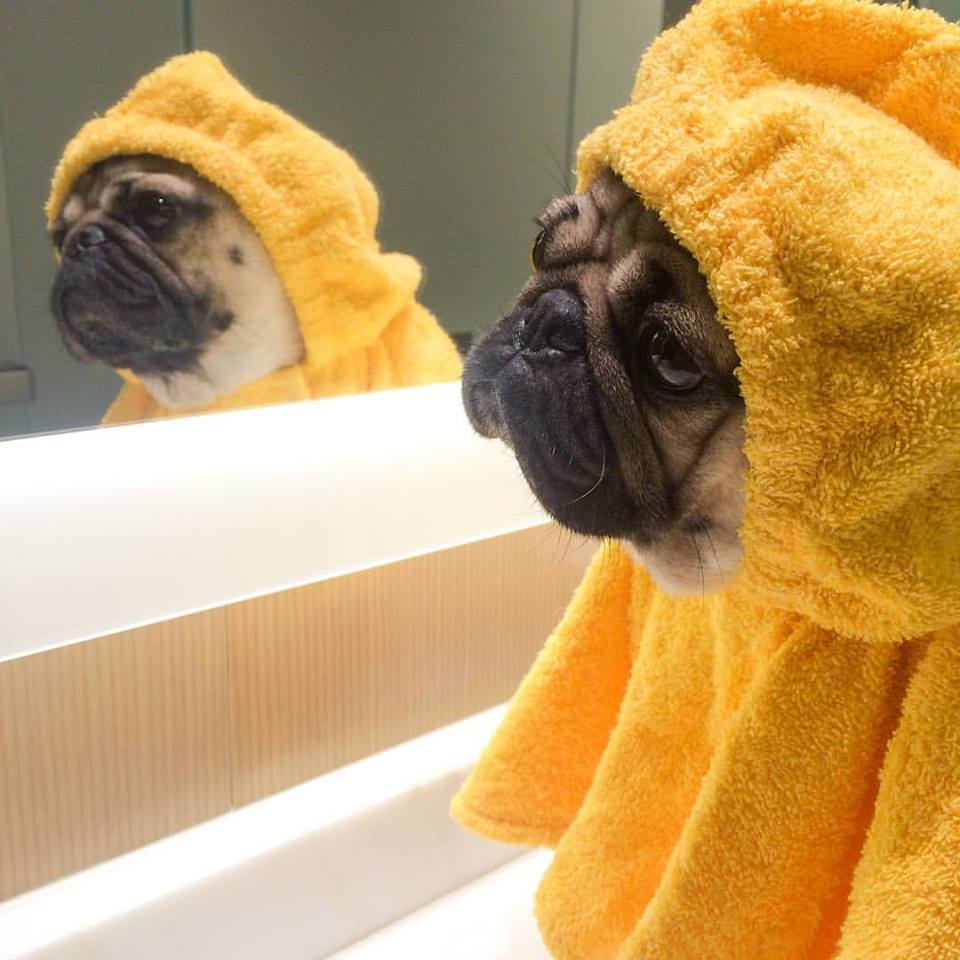 Il cane che vive la vita da essere umano: 11 FOTO articolo