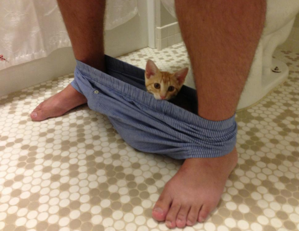 20 tipi di gatto che sicuramente avete nelle vostre case! (FOTO) articolo
