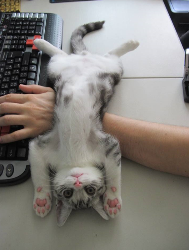 20 tipi di gatto che sicuramente avete nelle vostre case! (FOTO) articolo