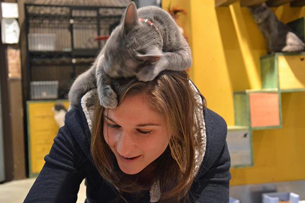 20 tipi di gatto che sicuramente avete nelle vostre case! (FOTO) articolo
