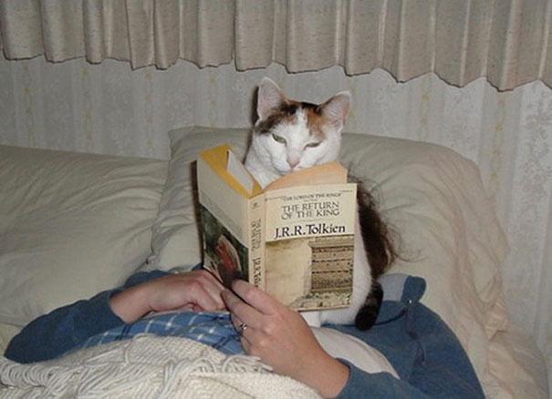 20 tipi di gatto che sicuramente avete nelle vostre case! (FOTO) articolo