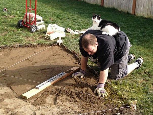 20 tipi di gatto che sicuramente avete nelle vostre case! (FOTO) articolo
