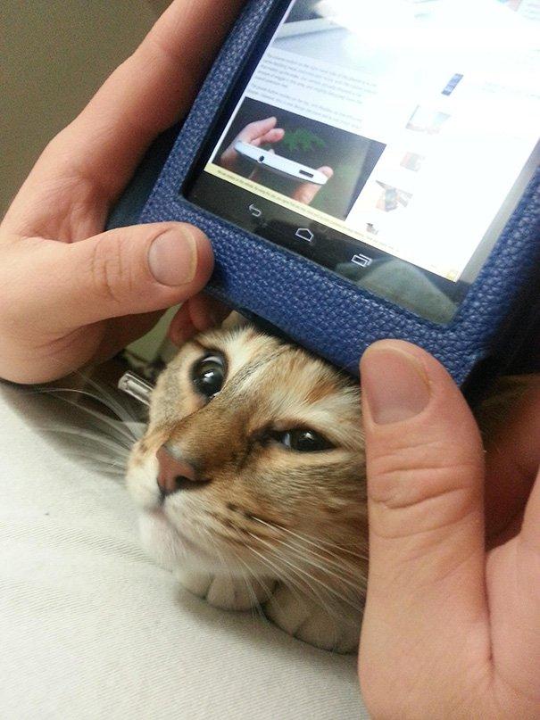 20 tipi di gatto che sicuramente avete nelle vostre case! (FOTO) articolo