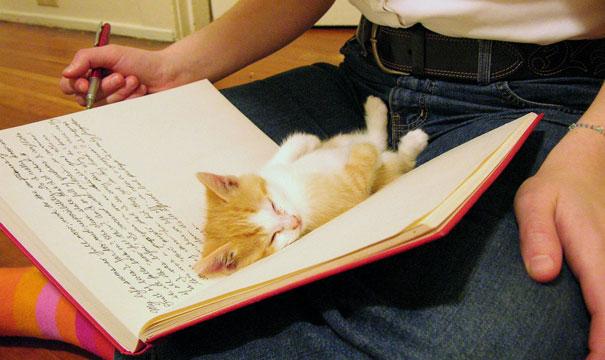 20 tipi di gatto che sicuramente avete nelle vostre case! (FOTO) articolo