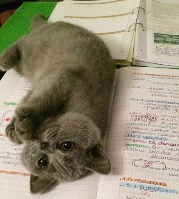 20 tipi di gatto che sicuramente avete nelle vostre case! (FOTO) articolo
