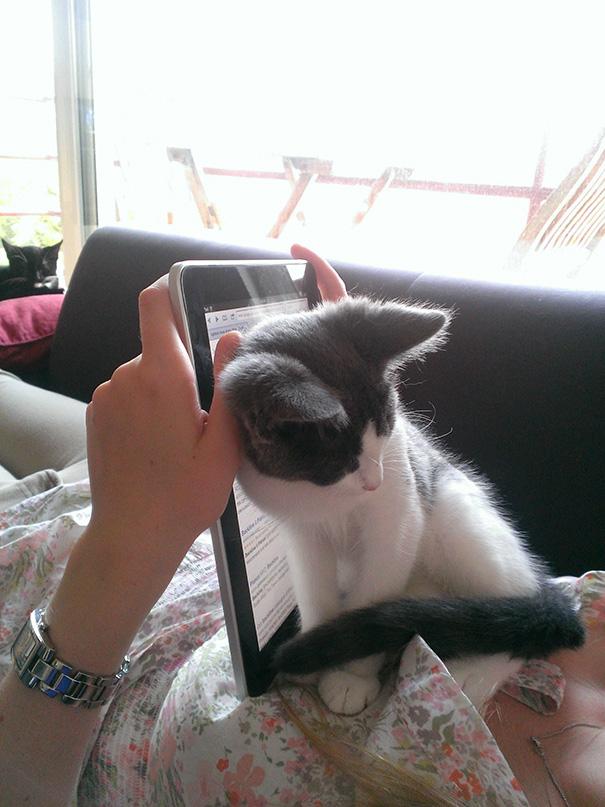 20 tipi di gatto che sicuramente avete nelle vostre case! (FOTO) articolo
