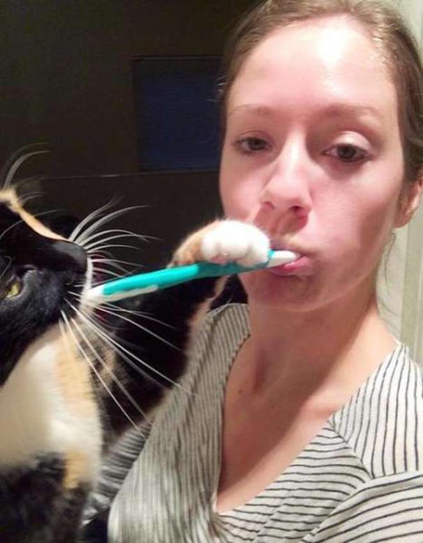 20 tipi di gatto che sicuramente avete nelle vostre case! (FOTO) articolo