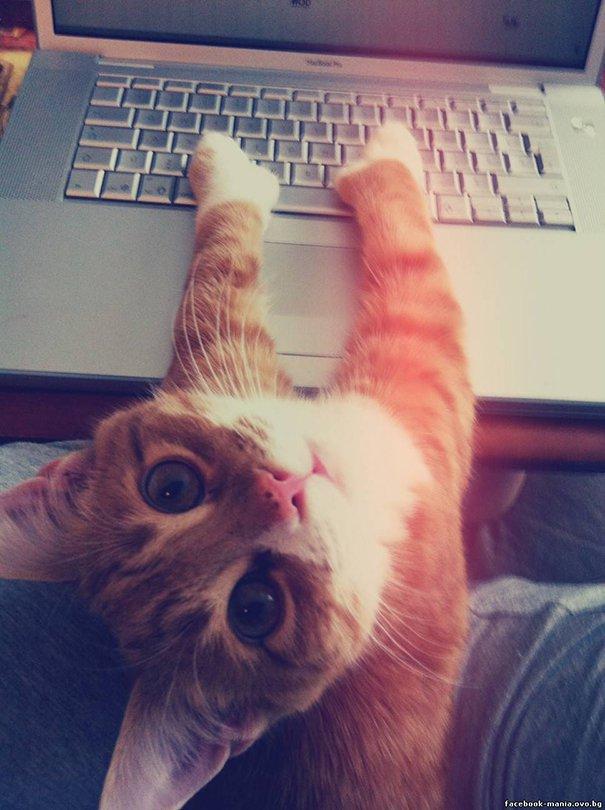 20 tipi di gatto che sicuramente avete nelle vostre case! (FOTO) articolo