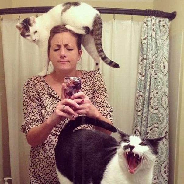 20 tipi di gatto che sicuramente avete nelle vostre case! (FOTO) articolo
