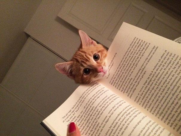 20 tipi di gatto che sicuramente avete nelle vostre case! (FOTO) articolo