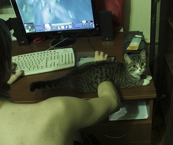 20 tipi di gatto che sicuramente avete nelle vostre case! (FOTO) articolo