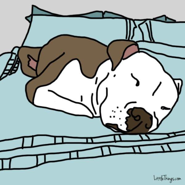10 modi segreti con cui il vostro cane vorrebbe dirti "Ti Amo" e voi non capite articolo