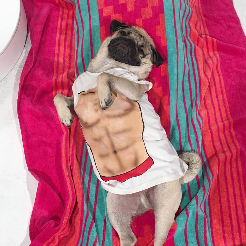 Il cane che vive la vita da essere umano: 11 FOTO articolo