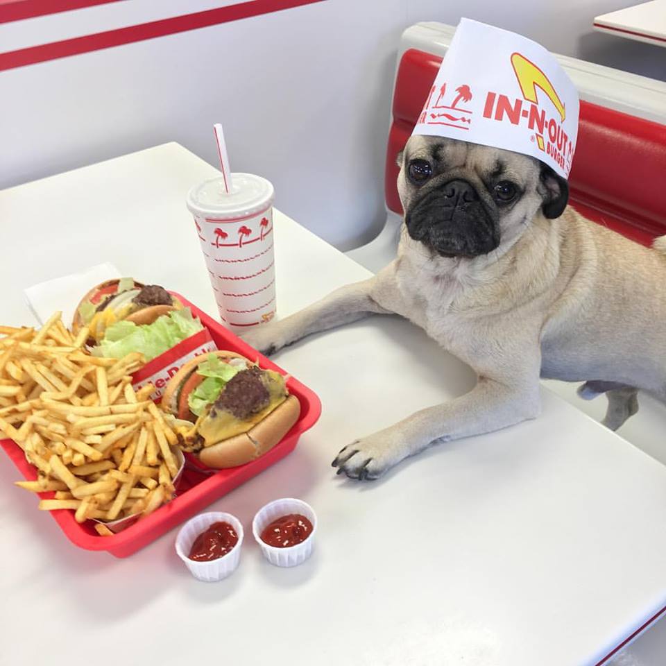 Il cane che vive la vita da essere umano: 11 FOTO articolo