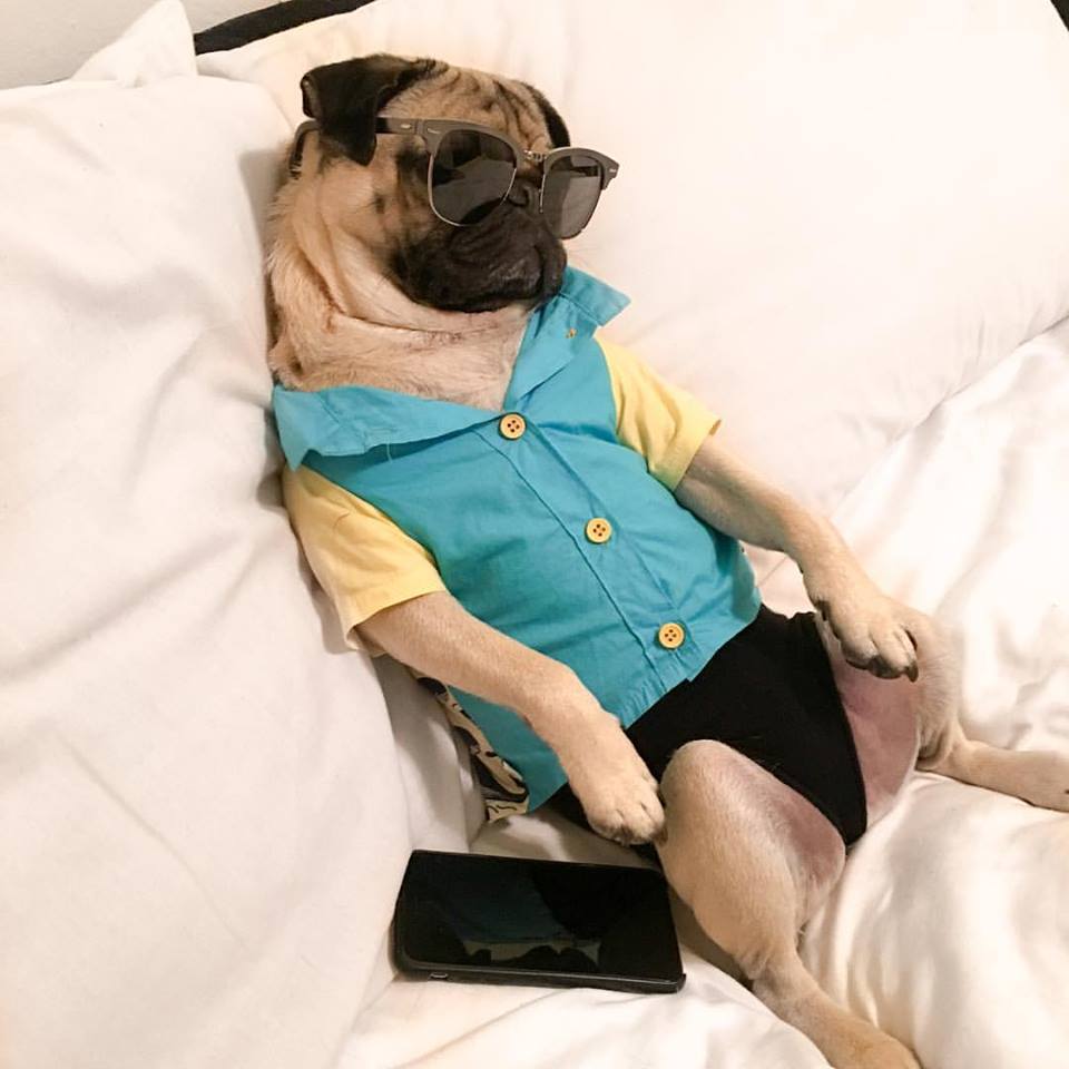Il cane che vive la vita da essere umano: 11 FOTO articolo