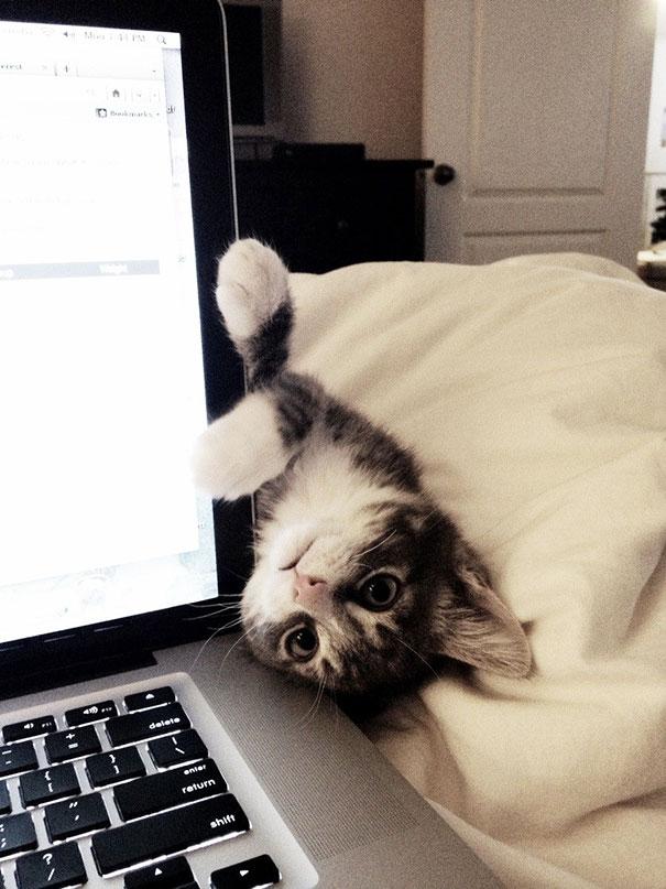 20 tipi di gatto che sicuramente avete nelle vostre case! (FOTO) articolo