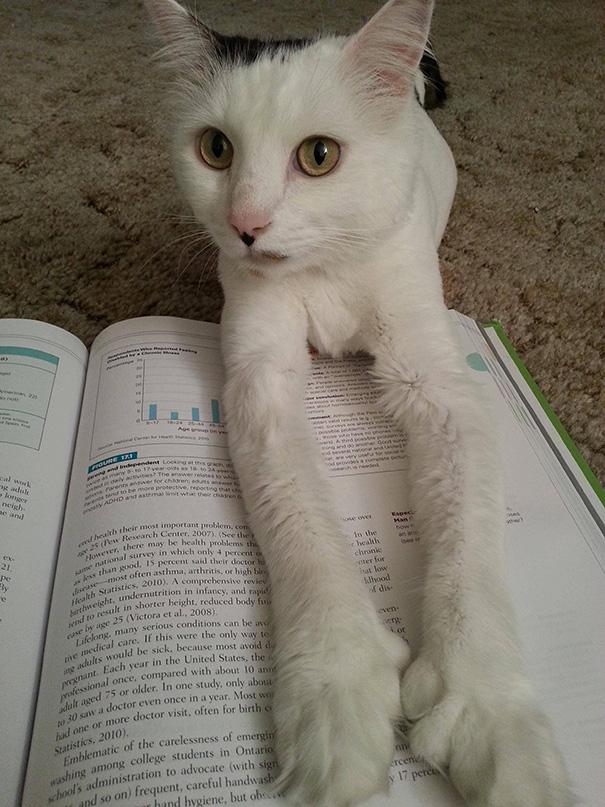 20 tipi di gatto che sicuramente avete nelle vostre case! (FOTO) articolo
